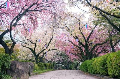 探秘東瀛 12處日本必打卡景點(diǎn)與深度公園觀(guān)光指南